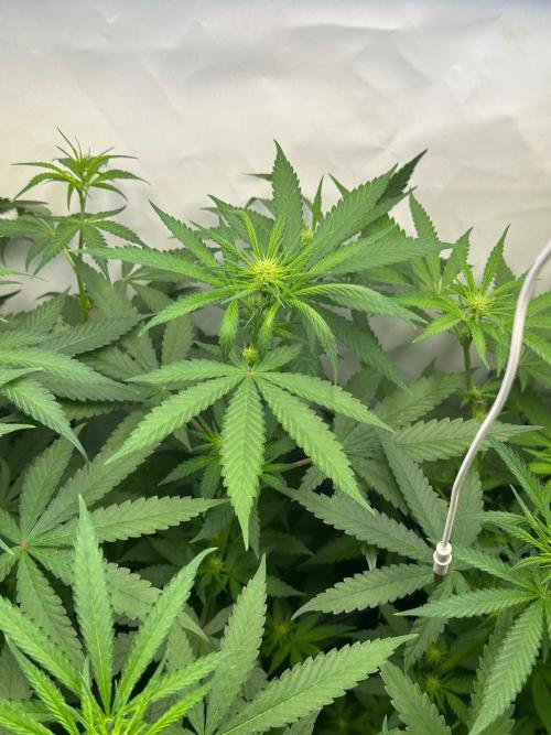 Runtz Punch 🥊. Week 7