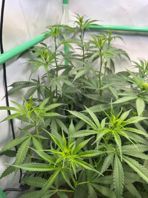 Grandmommy Purple 👵. Week 7