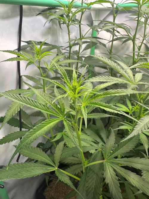 Grandmommy Purple 👵. Week 7