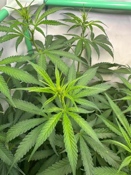 Grandmommy Purple 👵. Week 7