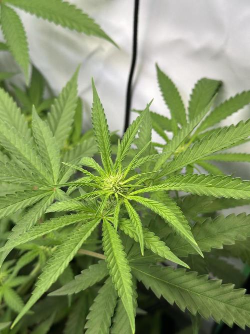 Mimosa Shot🍹 in Living Soil by Herbies. Week 7