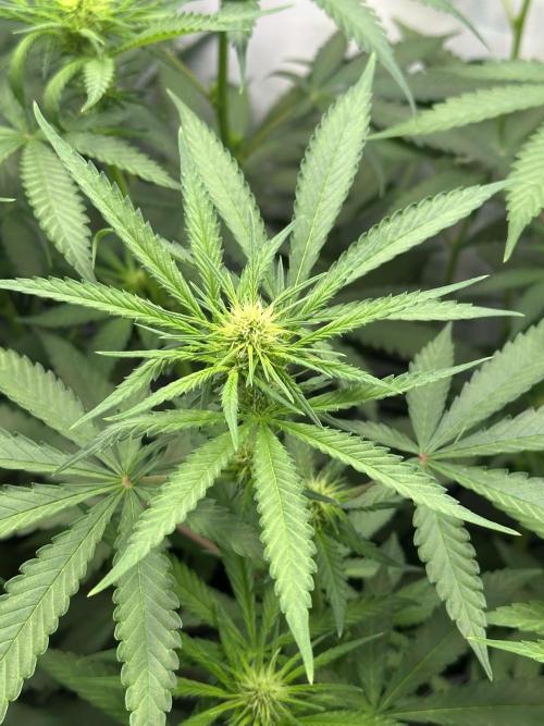 Runtz Punch. Week 7