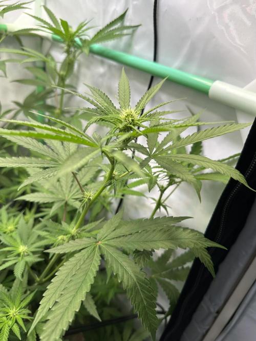 Mimosa Shot🍹 in Living Soil by Herbies. Week 7
