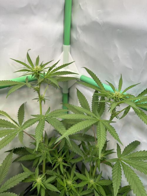 Mimosa Shot🍹 in Living Soil by Herbies. Week 7