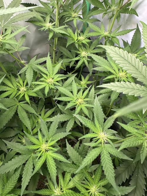 Mimosa Shot🍹 in Living Soil by Herbies. Week 7