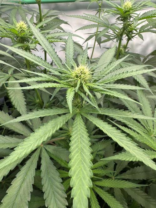 Runtz Punch 🥊 Living Soil by Herbies. Week 7