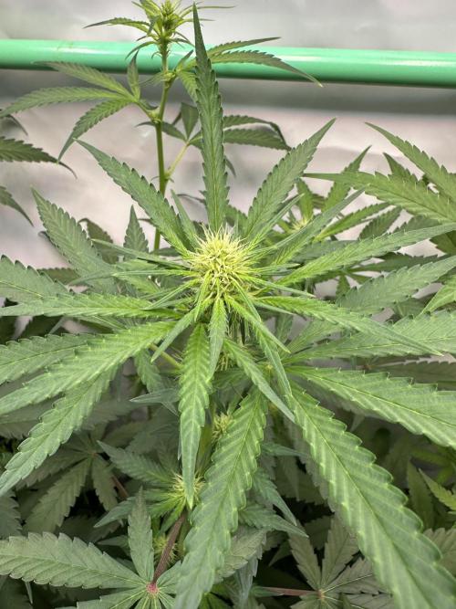 Runtz Punch. Week 7