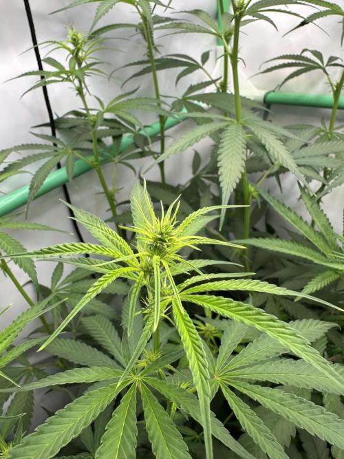 Grannys Purple 👵Living Soil by Herbies. Week 7