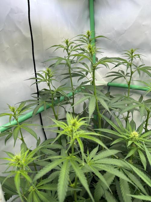 Grannys Purple 👵Living Soil by Herbies. Week 7