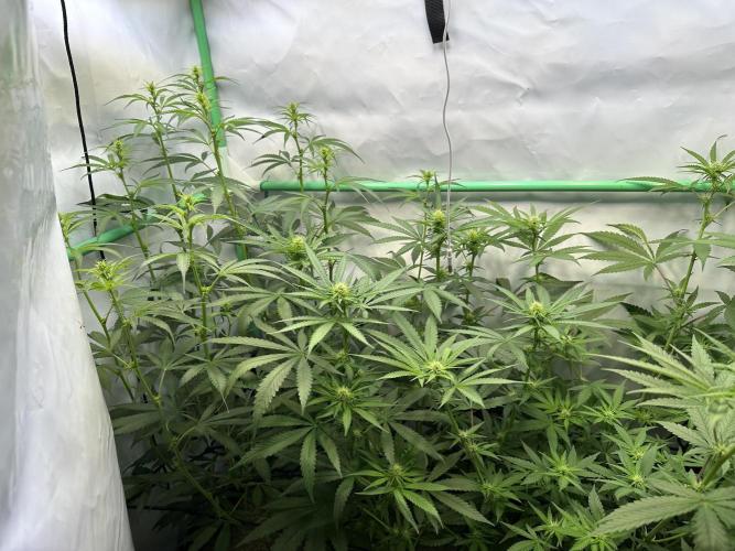 Grannys Purple 👵Living Soil by Herbies. Week 7