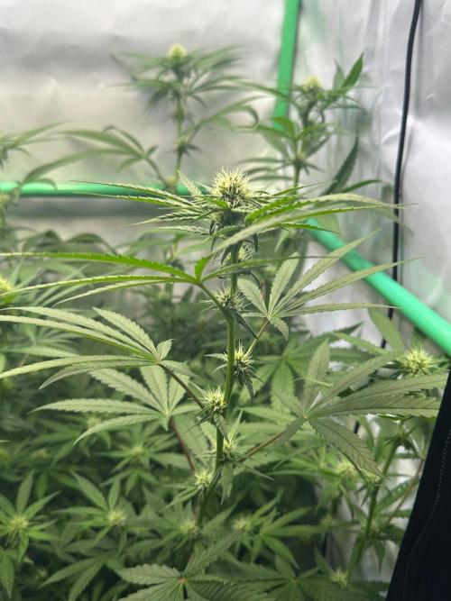 Mimosa Shot🍹 in Living Soil by Herbies. Week 8