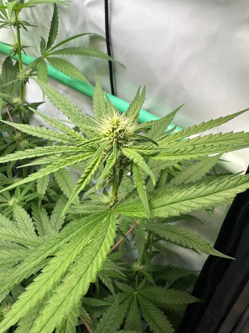 Mimosa Shot🍹 in Living Soil by Herbies. Week 8