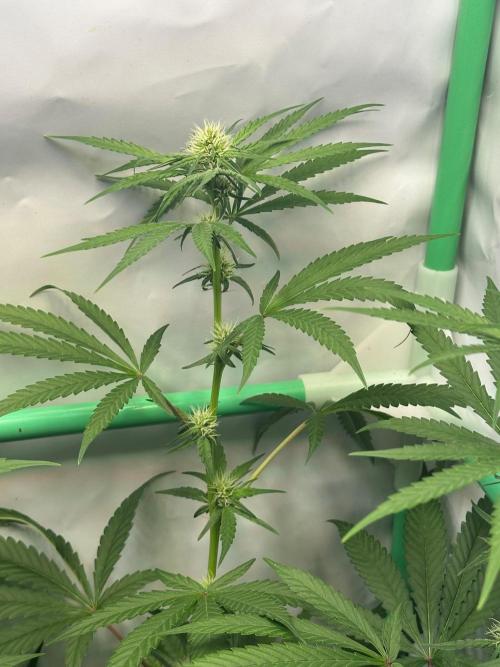 Mimosa Shot🍹 in Living Soil by Herbies. Week 8