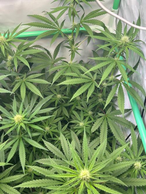 Mimosa Shot🍹 in Living Soil by Herbies. Week 8