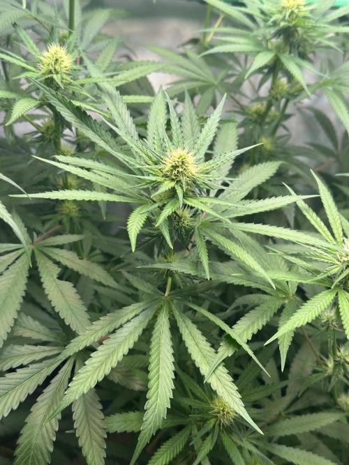 Runtz Punch 🥊 Living Soil by Herbies. Week 8