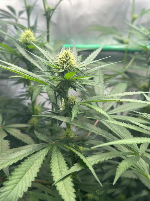 Runtz Punch 🥊 Living Soil by Herbies. Week 8