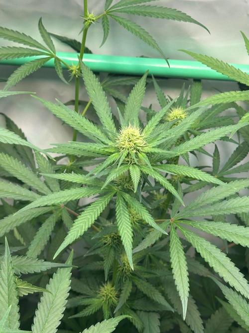 Runtz Punch 🥊 Living Soil by Herbies. Week 8