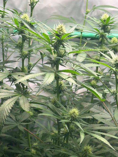 Runtz Punch 🥊 Living Soil by Herbies. Week 8