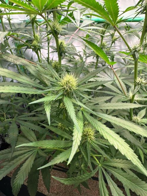 Runtz Punch 🥊 Living Soil by Herbies. Week 8