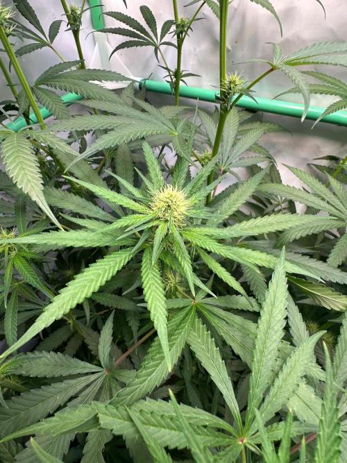 Runtz Punch 🥊 Living Soil by Herbies. Week 8