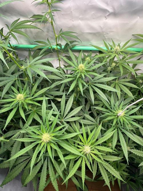 Runtz Punch. Week 8
