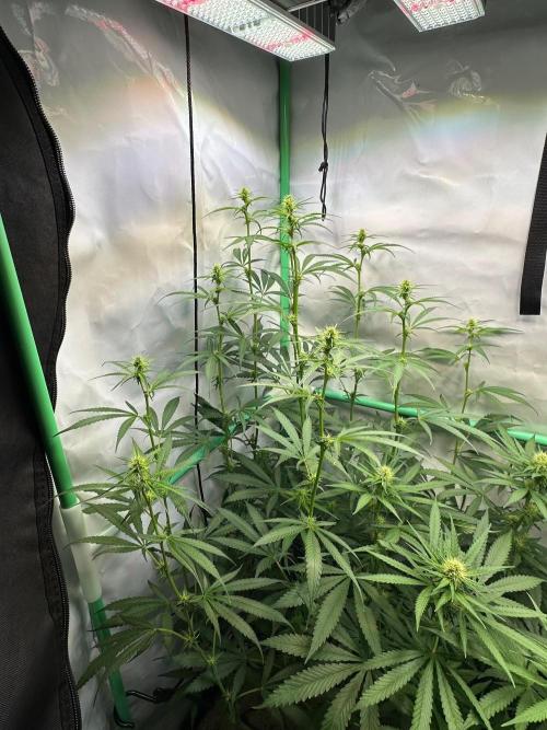 Grannys Purple 👵Living Soil by Herbies. Week 8