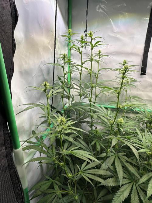 Grannys Purple 👵Living Soil by Herbies. Week 8