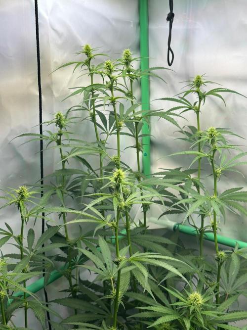 Grannys Purple 👵Living Soil by Herbies. Week 8