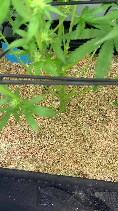 Runtz Punch 🥊 Living Soil by Herbies