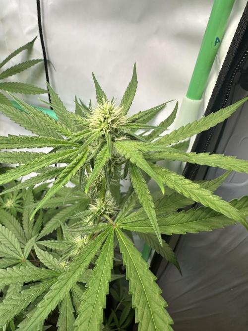 Mimosa Shot🍹 in Living Soil by Herbies. Week 8