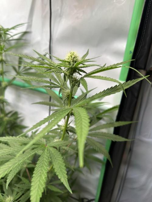 Mimosa Shot🍹 in Living Soil by Herbies. Week 8