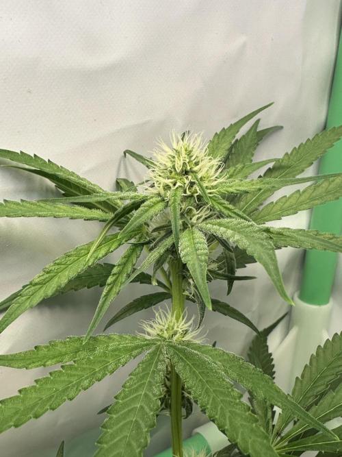 Mimosa Shot🍹 in Living Soil by Herbies. Week 8