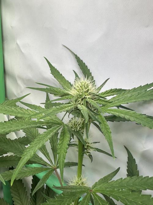 Mimosa Shot🍹 in Living Soil by Herbies. Week 8