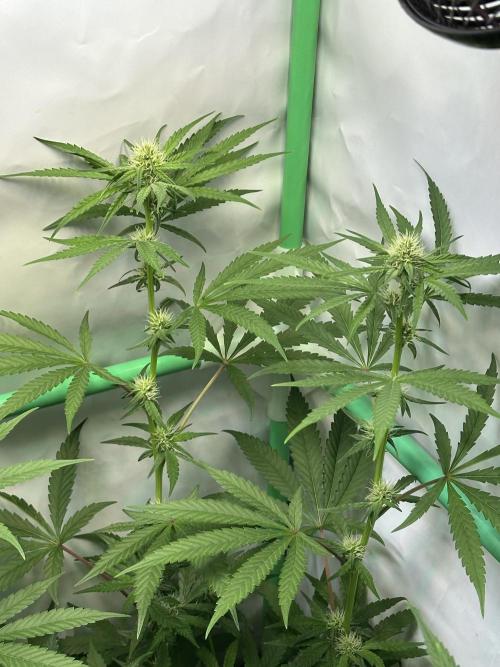 Mimosa Shot🍹 in Living Soil by Herbies. Week 8