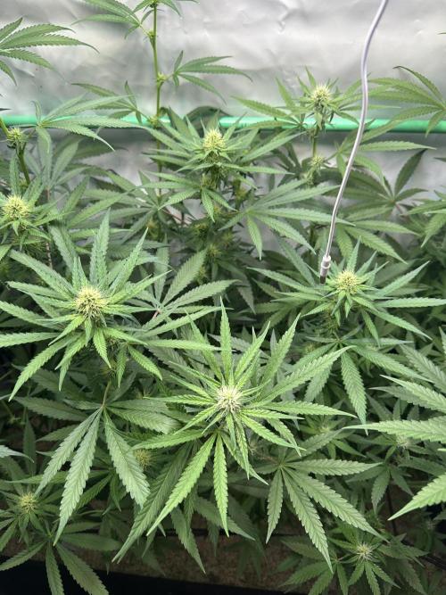 Runtz Punch 🥊 Living Soil by Herbies. Week 8