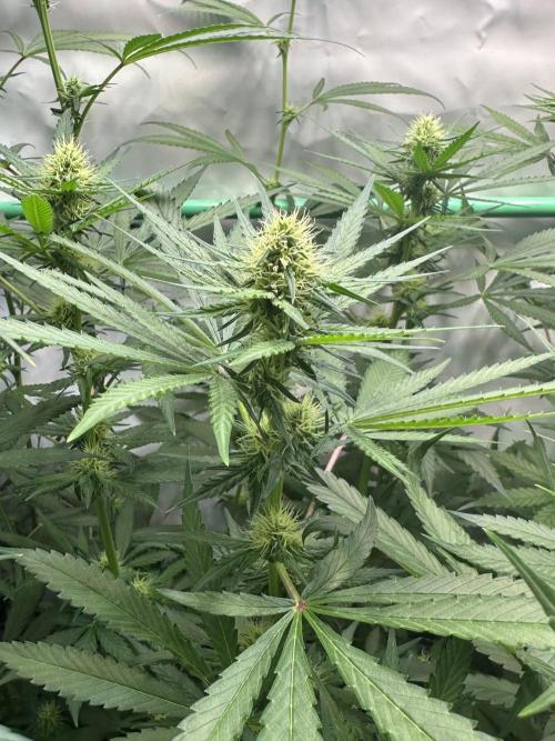 Runtz Punch 🥊 Living Soil by Herbies. Week 8