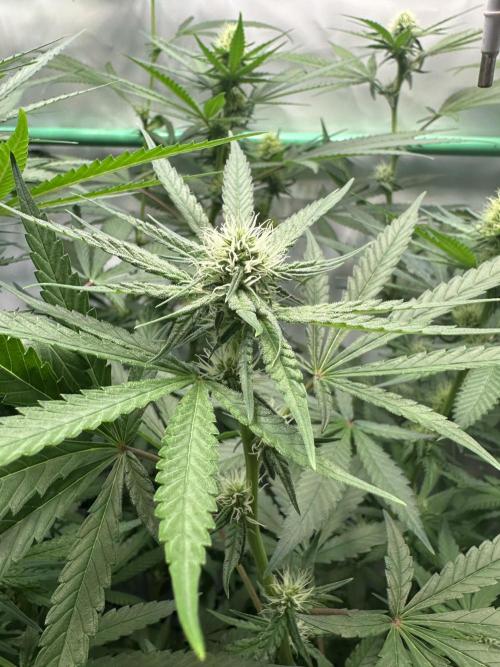 Runtz Punch 🥊 Living Soil by Herbies. Week 8