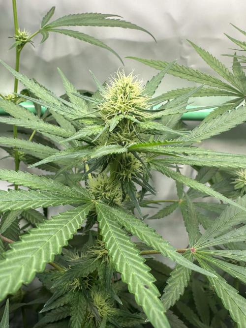 Runtz Punch. Week 8