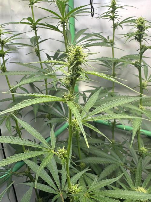 Grannys Purple 👵Living Soil by Herbies. Week 8