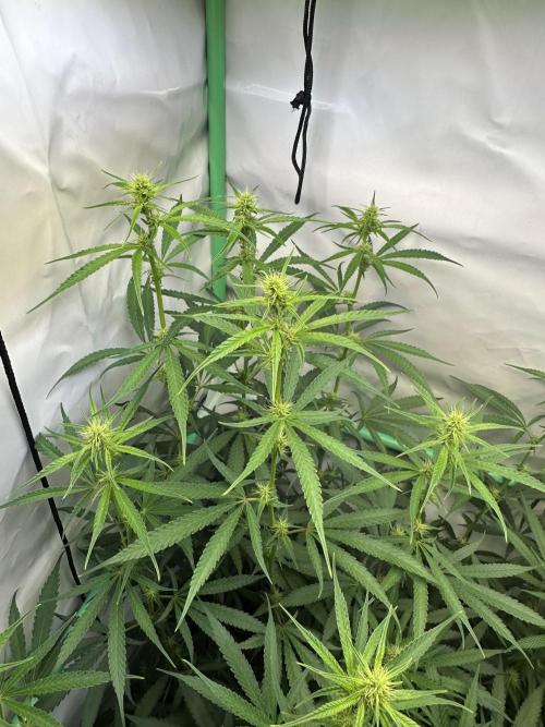 Grannys Purple 👵Living Soil by Herbies. Week 8