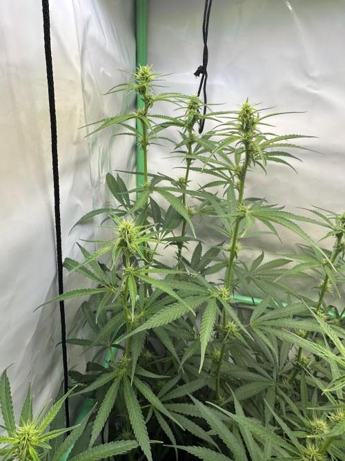 Grannys Purple 👵Living Soil by Herbies. Week 8