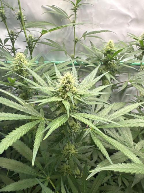 Runtz Punch 🥊 Living Soil by Herbies. Week 8