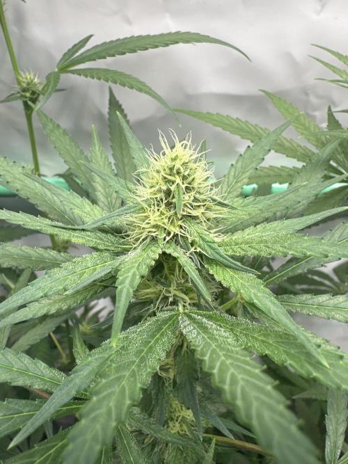 Runtz Punch. Week 8