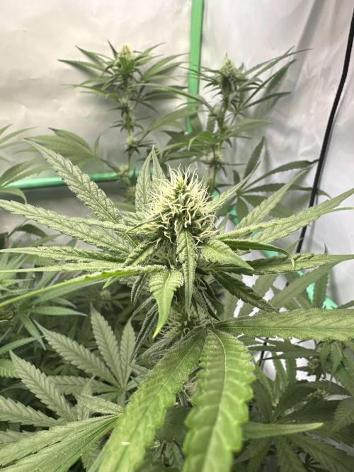 Mimosa Shot🍹 in Living Soil by Herbies. Week 8