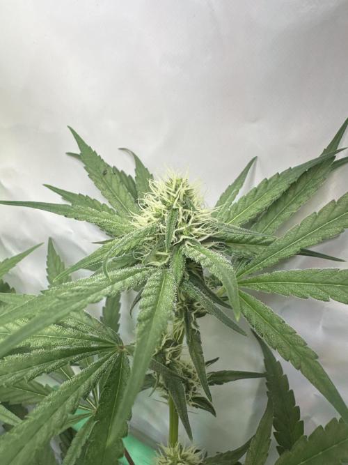 Mimosa Shot🍹 in Living Soil by Herbies. Week 8