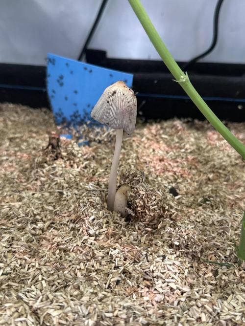 Grannys Purple 👵Living Soil by Herbies. Week 8