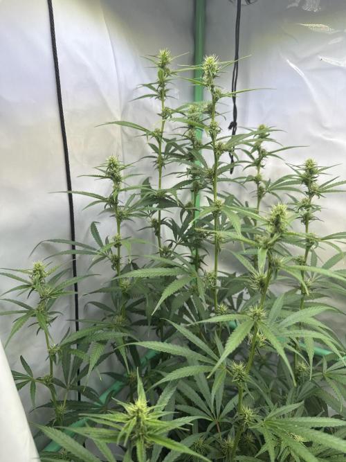 Grannys Purple 👵Living Soil by Herbies. Week 8