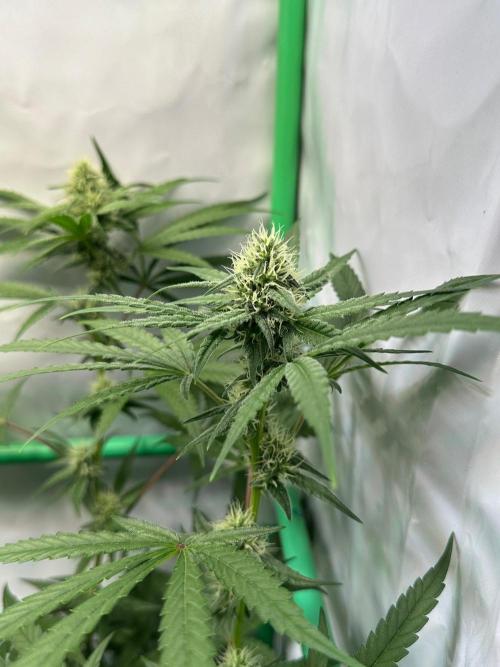 Mimosa Shot🍹 in Living Soil by Herbies. Week 9