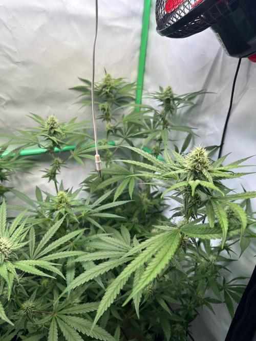 Mimosa Shot🍹 in Living Soil by Herbies. Week 9