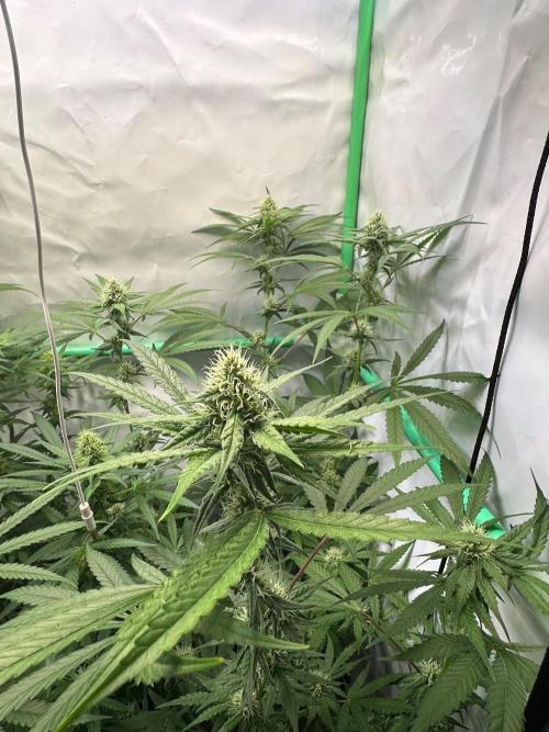 Mimosa Shot🍹 in Living Soil by Herbies. Week 9
